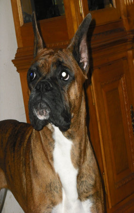 sassylaneboxers009008.jpg